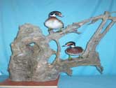 Wood Duck Drakes